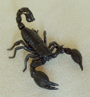 scorpion