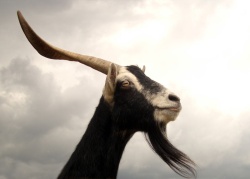 goat with goatee