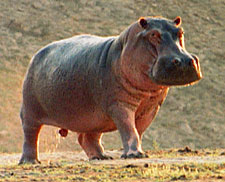 hippo