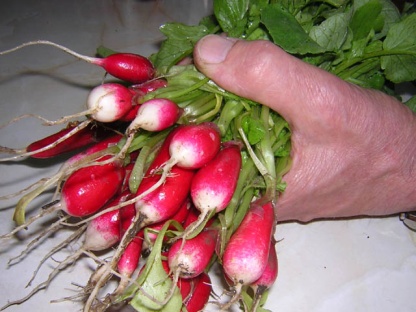 radishes