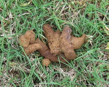 poop in yard
