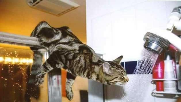 I can has shower!