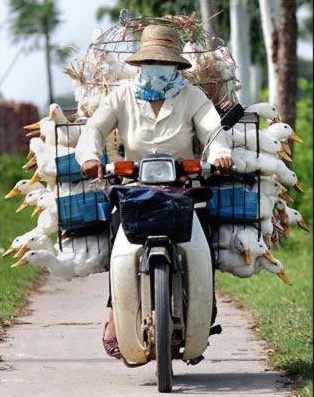guy on bicycle with ducks